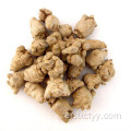 حار بيع pseudo-ginseng القدم الشاي